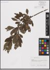 Foto von Salix aurita L.